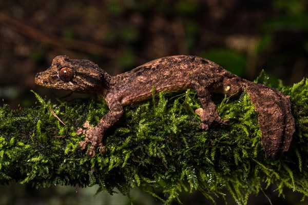 Night active leaf-tailed gecko (Uroplatus alluaudi)