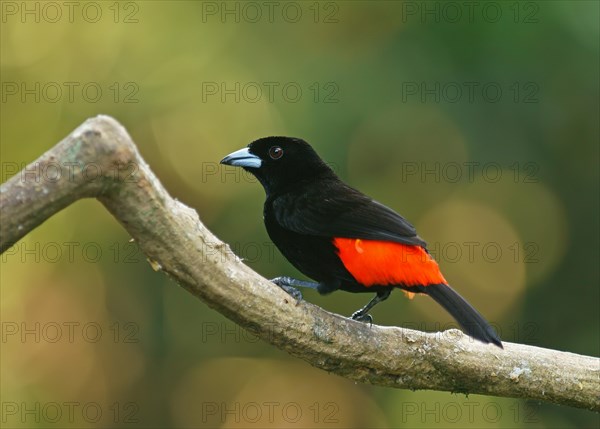 Cherrie's tanager (Ramphocelus costaricensis) sits on branch