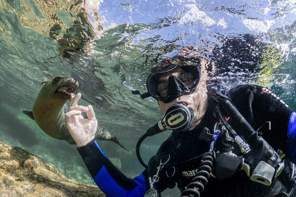 Diver