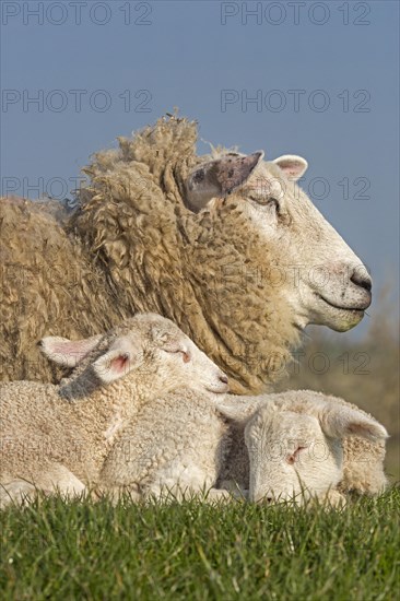 Domestic sheep with lambs