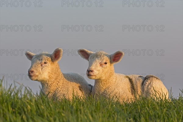 Sheep