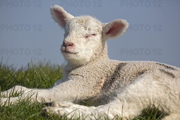 Sheep