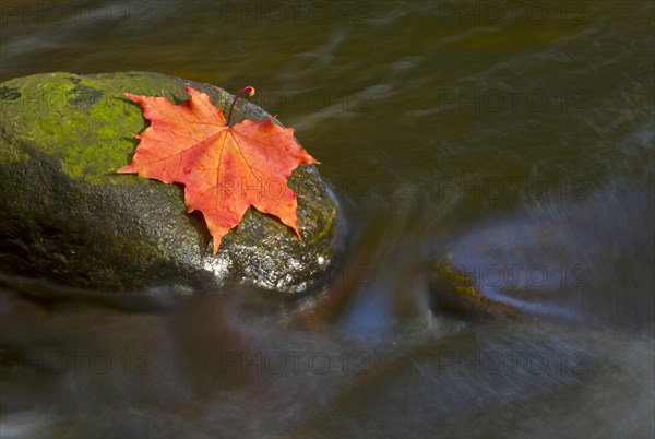 Autumn coloured maple leaf on rock in stream