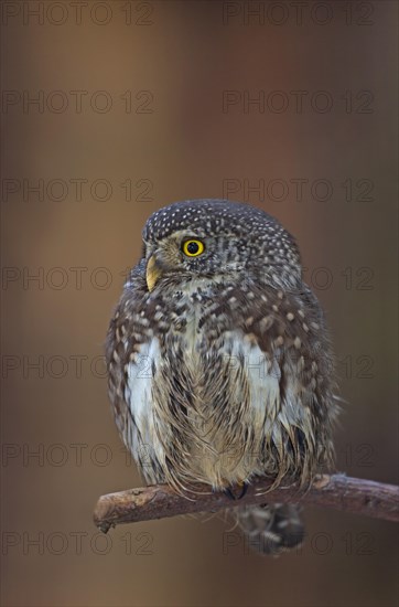 Pygmy owl (Glaucidium passerinum) sitting on branch