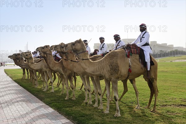 Mounted camel guard in front of the government palace in Doha