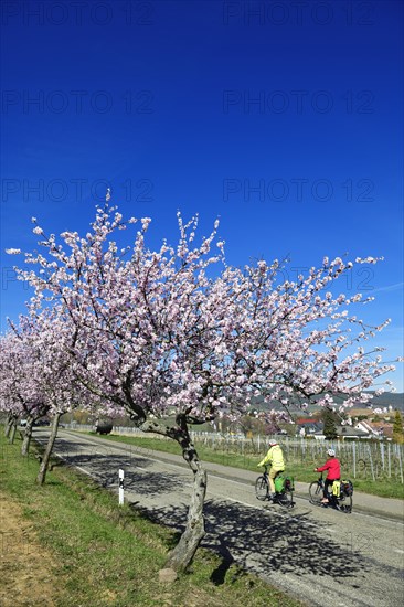 Cyclists ride through an all blossoming almond tree