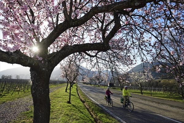Cyclists ride through an all blossoming almond tree