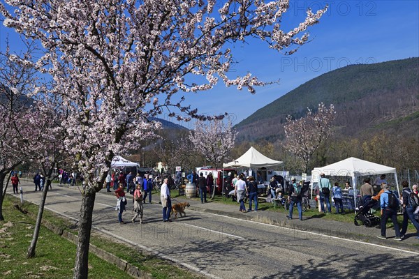 Almond blossom and wine festival in Gimmeldingen