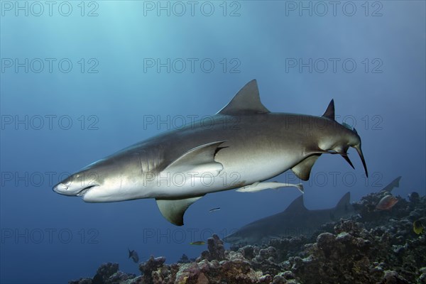 Sicklefin lemon shark (Negaprion acutidens) swimming above coral reef