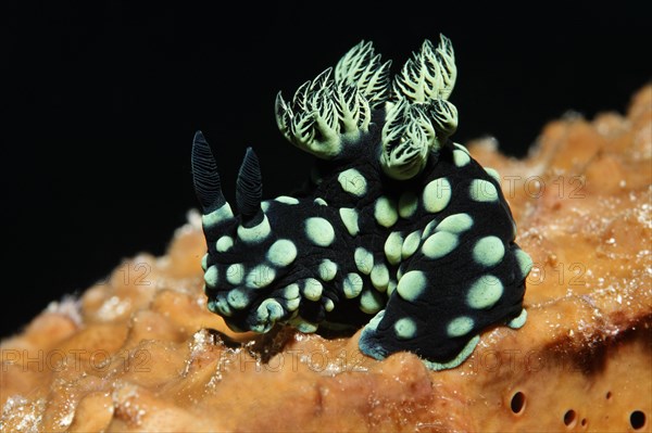 Variable neon slug (Nembrotha kubaryana) on sponge (Porifera)