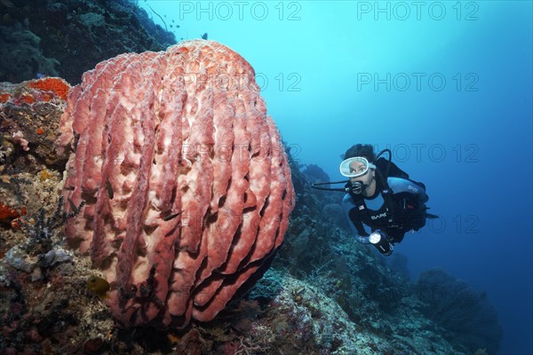 Diver viewes Riesenfasschwamm (Xestospongia muta)