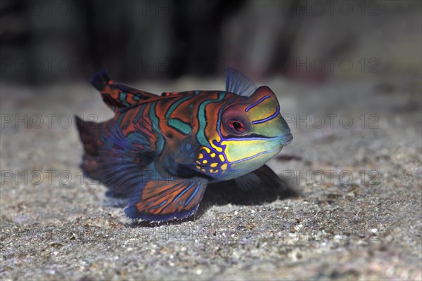 Mandarinfish or mandarin dragone (Synchiropus splendidus)