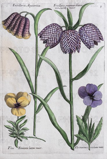 Snake's Head Fritillary (Fritillaria)