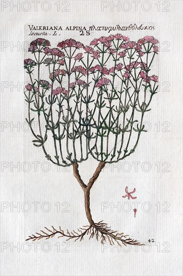 Alpenspeik (valeriana alpina)
