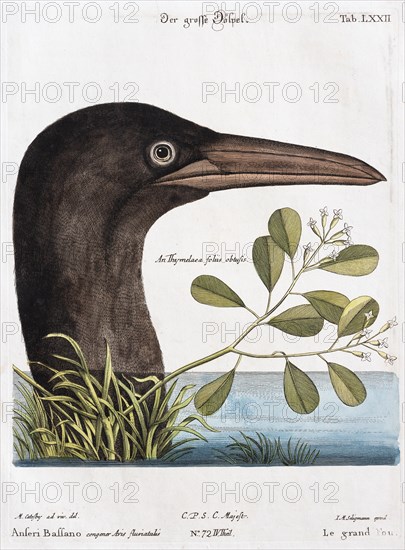 Sulid (Sulidae)