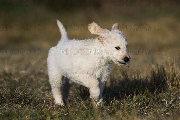 Goldendoodle running in meadow