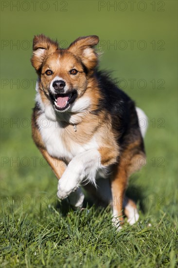 Mixed-breed Dog
