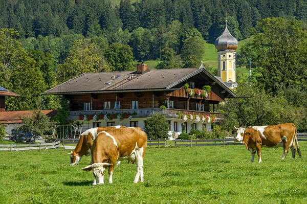 Cows on a pasture