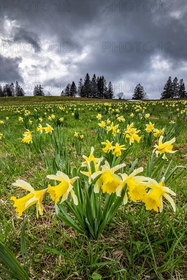 Sea of flowers with blooming yellow Daffodils (Narcissus) in a meadow in thunderstorm