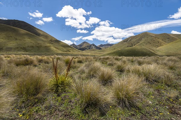 Tuft grass and mountains