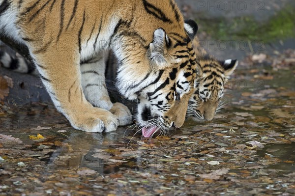 Siberian tiger