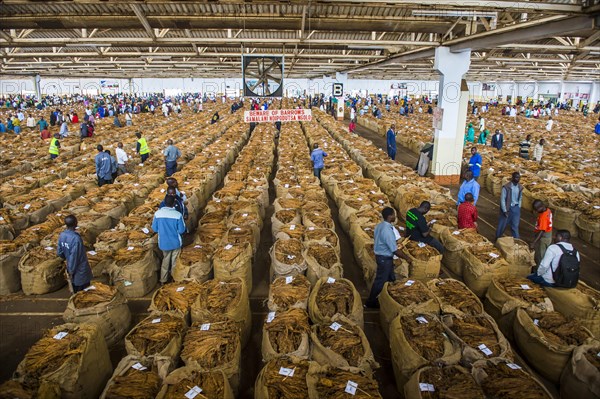 Local workers between huge bags with dried tobacco leaves in a hall on a Tobacco auction