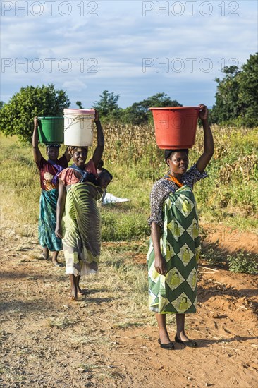 Local women carrying buckets on their head