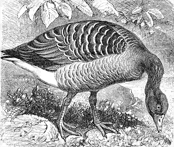 Greylag goose