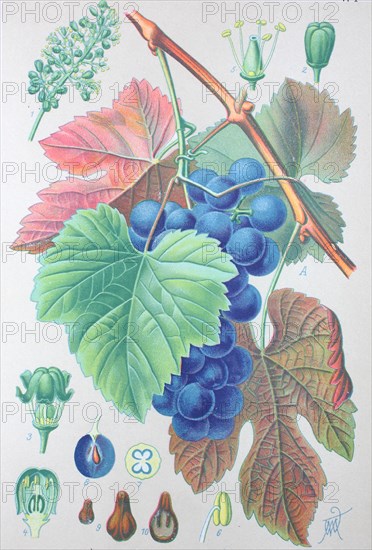 Common grape vine (Vitis vinifera)