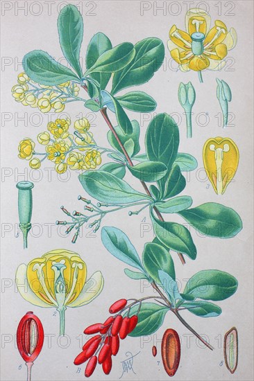 Common barberry (Berberis vulgaris)