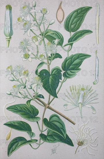 Traveller's joy (Clematis vitalba)