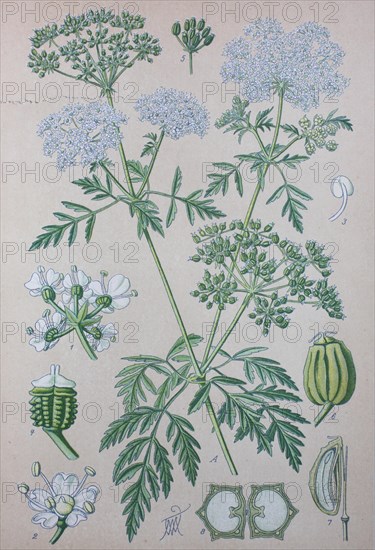 Hemlock (Conium maculatum)