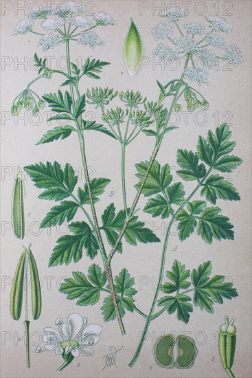 Rough chervil (Chaerophyllum temulum)
