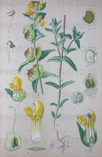 Greater Yellow-rattle (Rhinanthus angustifolius)