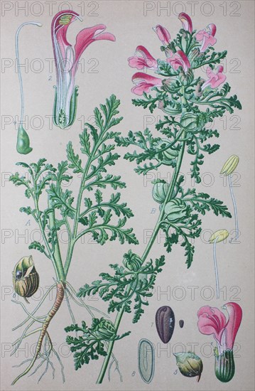 Marsh Lousewort (Pedicularis palustris)