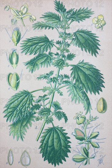 Annual nettle (Urtica urens)
