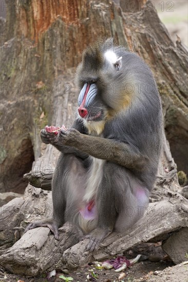 Mandrill (Mandrillus sphinx)