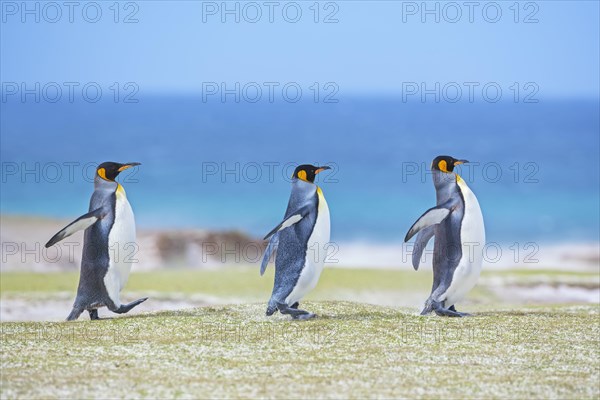 Three King penguins (Aptenodytes patagonicus) walking