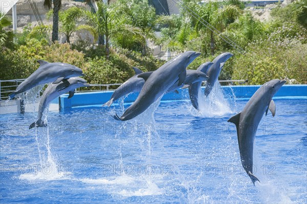 Dolphins jumping
