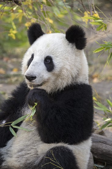 Panda (Ailuropoda melanoleuca)