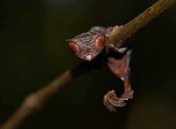 Leaf-tailed gecko (Uroplatus phantasticus)