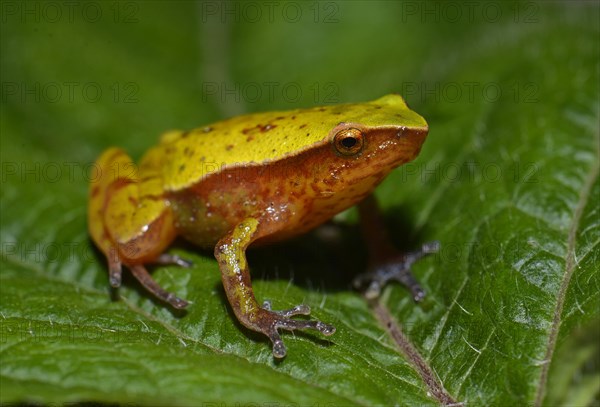 Frog sitting on leaf (Stumpffia sp.)