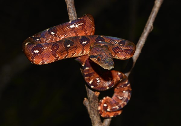 Madagascar tree boa (Sanzinia madagascariensis) in rainforest