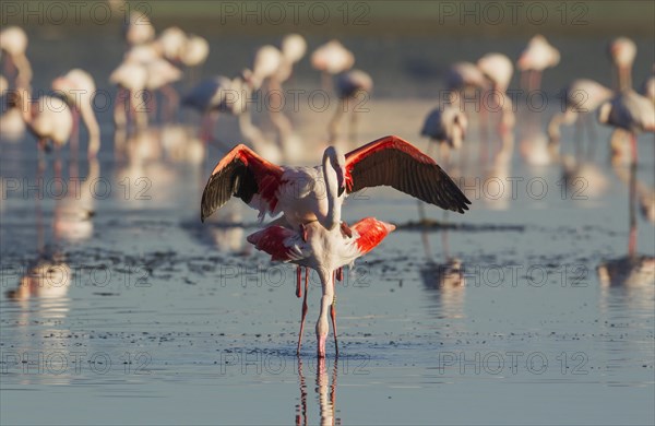 Greater Flamingo (Phoenicopterus roseus)