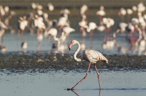 Greater Flamingo (Phoenicopterus roseus)