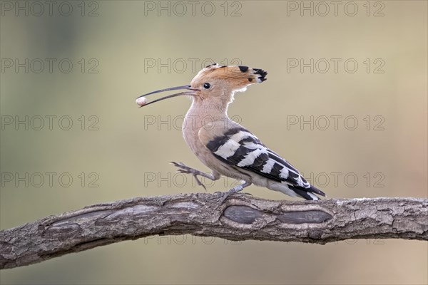 Hoopoe (Upupa epops) on branch with lizard egg in beak