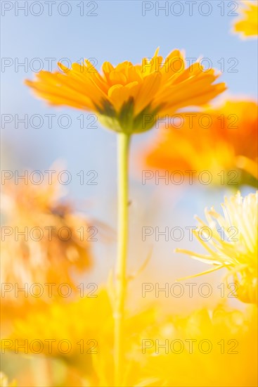 Orange to yellow marigold flowers (Calendula officinalis)