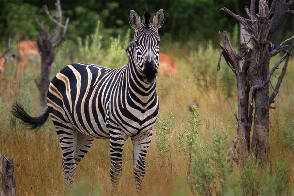 Burchell's Zebra (Equus quagga burchelli)