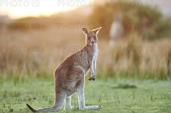 Eastern grey kangaroo (Macropus giganteus)