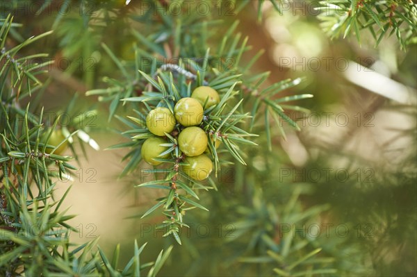 Common juniper (Juniperus communis) with green berries